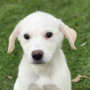 Rescue Great Pyrenees and Mixed Breed Dogs for Adoption in Austin, Texas - Ruby Gem FJ | PetCurious