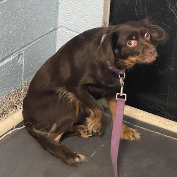 Spaniel and Mixed Breed Dogs Available for Adoption in Hattiesburg, Mississippi - Jayden | PetCurious