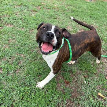 Harrison -  Pit Bull Terrier and Mixed Breed Dog for Adoption in Roxboro, North Carolina - Harrison | PetCurious