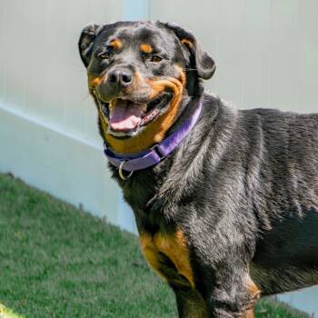 Rescue Rottweiler Dogs for Adoption in Saint Charles, Missouri - Roxie | PetCurious
