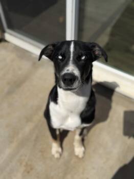 Blue -  Australian Shepherd Dog for Adoption - Blue | PetCurious