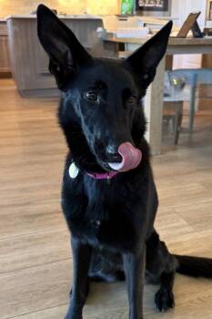 Comanche -  German Shepherd Dog Dog for Adoption in Modesto, California - Comanche | PetCurious