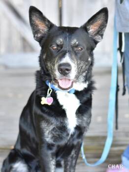Rescue Australian Cattle Dog Blue Heeler Dogs for Adoption in Conroe, Texas - Char | PetCurious