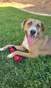 Terrier Dogs Available for Adoption - Bennie  | PetCurious