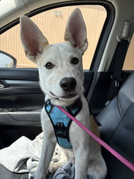 Rescue Australian Cattle Dog Blue Heeler Dogs for Adoption in Laramie, Wyoming - Yeti | PetCurious