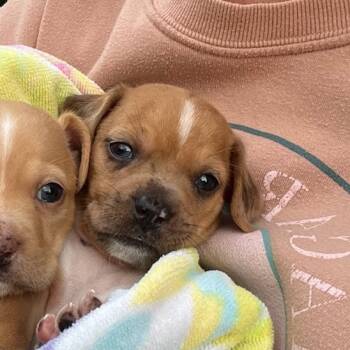 Rescue Chihuahua Dogs for Adoption in Austin, Texas - Penelope | PetCurious