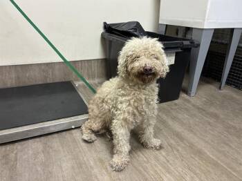 Rescue Poodle Dogs for Adoption in Pasadena, California - A525216 | PetCurious