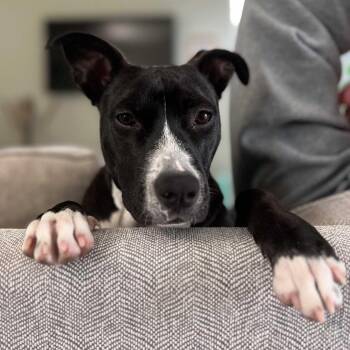 Terrier and Boxer Dogs Available for Adoption - Peach | PetCurious