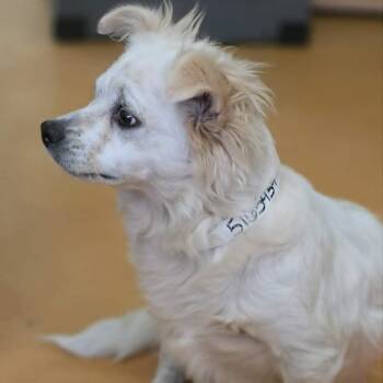 GULLY -  Chihuahua and Corgi Dog for Adoption in Marana, Arizona - GULLY | PetCurious
