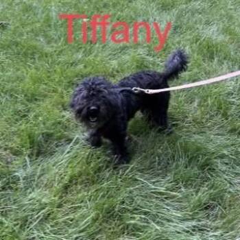 Tiffany -  Retriever and Poodle Dog for Adoption in Indianapolis, Indiana - Tiffany | PetCurious