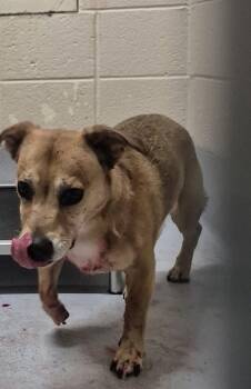 In Foster Stanley -  Dachshund and Chihuahua Dog Available for Adoption in Lawrenceville, Georgia - In Foster Stanley | PetCurious