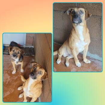 CHASE -  Mixed Breed Dog for Adoption in Buckhannon, West Virginia - CHASE | PetCurious
