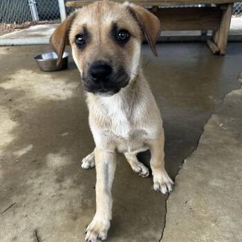 Lt. Dan -  Mixed Breed Dog for Adoption in Blue Ridge, Georgia - Lt. Dan | PetCurious