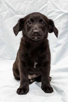 Poppy -  Labrador Retriever Dog for Adoption in Pottstown, Pennsylvania - Poppy | PetCurious