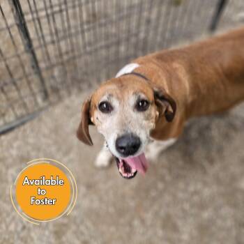 Basset Hound and Beagle Dogs Available for Adoption in Normal, Illinois - Crosby | PetCurious