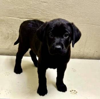 Spice -  Black Labrador Retriever Dog for Adoption in Sparta, North Carolina - Spice | PetCurious