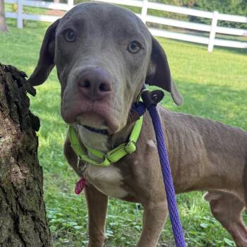 Nugget -  Mixed Breed and Pit Bull Terrier Dog for Adoption in St. Peters, Missouri - Nugget | PetCurious
