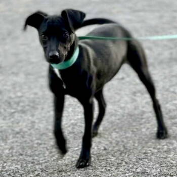 Rescue Terrier Dogs for Adoption in Cincinnati, Ohio - Moonlight | PetCurious