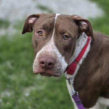 Pit Bull Terrier and German Shorthaired Pointer Dogs Available for Adoption in Pittsford, Vermont - Dolly | PetCurious