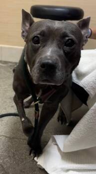 Pit Bull Terrier and Mixed Breed Dogs Available for Adoption - Nikki | PetCurious