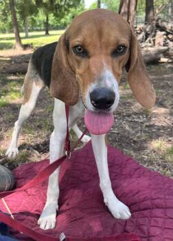 JENNY LYNN -  Treeing Walker Coonhound Dog for Adoption in Chicopee, Massachusetts - JENNY LYNN | PetCurious