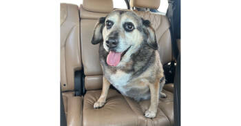 Rescue German Shepherd Dog and Hound Dogs for Adoption in Youngsville, North Carolina - Roxie | PetCurious