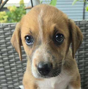 Oca -  Collie and Beagle Dog for Adoption in Newport, Tennessee - Oca | PetCurious