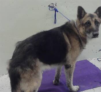 JACKSON -  German Shepherd Dog and Mixed Breed Dog for Adoption in Houston, Texas - JACKSON | PetCurious