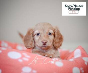 Dachshund and Mixed Breed Dogs Available for Adoption - Biscoff | PetCurious