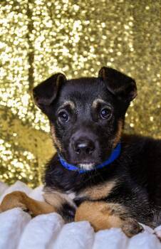 Dex -  German Shepherd Dog and Mixed Breed Dog for Adoption in Yakima, Washington - Dex | PetCurious