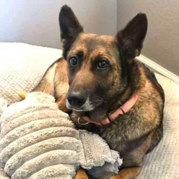 Coco - Sweet and Sassy -  Belgian Shepherd Malinois Dog for Adoption in Houston, Texas - Coco - Sweet And Sassy | PetCurious