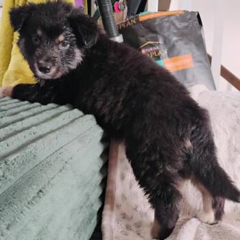 Mixed Breed Dogs Available for Adoption - Woody | PetCurious