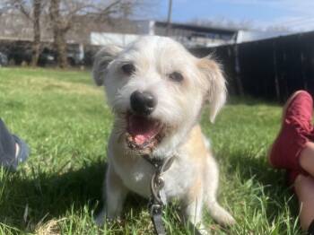 Maltese and Terrier Dogs Available for Adoption in Killingly, Connecticut - Benji (he