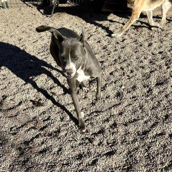 Pit Bull Terrier Dogs Available for Adoption in Clovis, New Mexico - Kloie | PetCurious