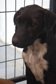 Cindy (Road Girl P2) -  Labrador Retriever Dog for Adoption in Pahrump, Nevada - Cindy (Road Girl P2) | PetCurious