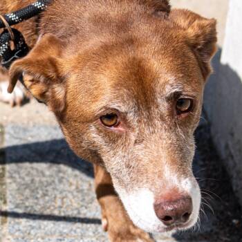 Skyler *Available By Appt* -  Shepherd and Mixed Breed Dog for Adoption in Kennebunk, Maine - Skyler *Available By Appt* | PetCurious