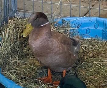 Rescue Duck Ducks for Adoption in Union, Missouri - LOUIE | PetCurious