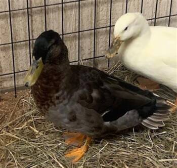 Rescue Duck Ducks for Adoption in Union, Missouri - BOGEY | PetCurious
