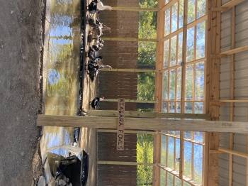 Rescue Duck Ducks for Adoption in Ravenna, Ohio - Ducks & Geese (18 Muscovy, 2 Khaki, 1 Pekin, & 4 Geese) | PetCurious