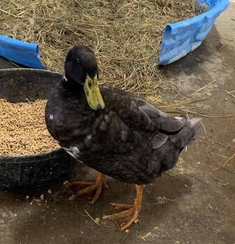 Rescue Duck Ducks for Adoption in Union, Missouri - HENRY | PetCurious