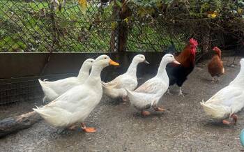 Rescue Duck Ducks for Adoption in Quilcene, Washington - Perkin Ducks | PetCurious