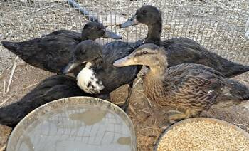 Rescue Duck Ducks for Adoption in Eagle Mountain, Utah - Storm | PetCurious