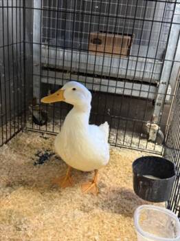 Rescue Duck Ducks for Adoption in Sacramento, California - A903871 | PetCurious