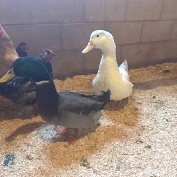 Rescue Duck Ducks for Adoption - Moby Duck | PetCurious