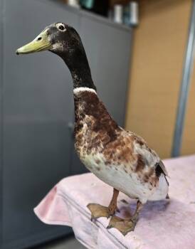 Rescue Duck Ducks for Adoption in Salinas, California - Tweedle Dee | PetCurious