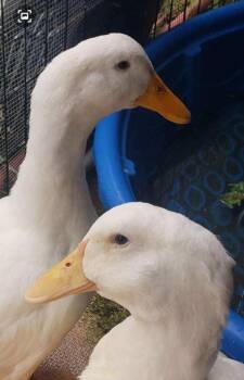 Rescue Duck Ducks for Adoption in New York, New York - Tater And Tot | PetCurious