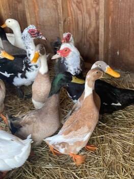 Rescue Duck Ducks for Adoption in Quakertown, Pennsylvania - Riley | PetCurious