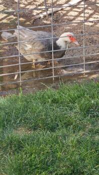 Rescue Duck Ducks for Adoption in Eagle Mountain, Utah - Gander | PetCurious