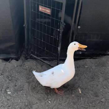 Rescue Duck Ducks for Adoption in Redlands, California - Tabitha | PetCurious