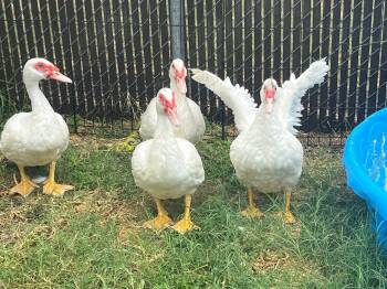 Rescue Duck Ducks for Adoption in Kirby, Texas - Various Ducks Available | PetCurious